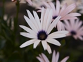 Ostospermum Mango Osteospermum